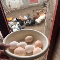 تخم مرغ رسمی