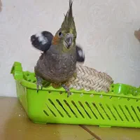 عروس هلندی گمشده شهرک امام رضا