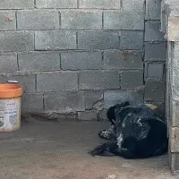 لاس قدرجونی اصیل گله ای آدمی توله بده به ضمانت|سگ|نی‌ریز, |دیوار