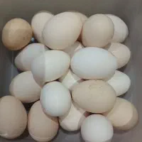 تخمه مرغ نطفه دار گلین لری