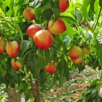 نهال شلیل وهلو زودرس