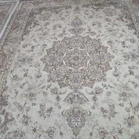 یک جفت ۱۲ متری ۵۰۰ شانه ۱۲۵۰