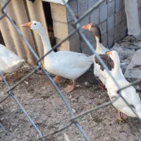 غاز وقوغاز|حیوانات مزرعه|داران, |دیوار