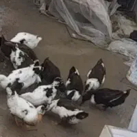 اردک محلی به فروش میرسد در رشت و شفت