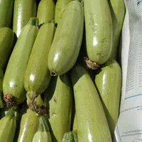 خیار کدو خورشتی