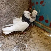 یک جفت طوقی کرمانشاهی|پرنده|پاسارگاد, |دیوار