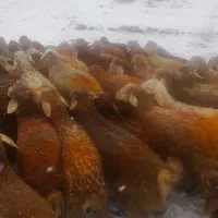 مرغ گوسفند وخروس جهت قربانی شهرک غرب پونک  زنده