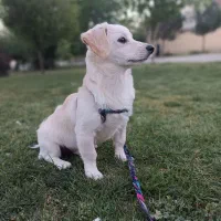 واگذاری سگ اشپیتز