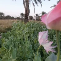 دهقانم دنبال نخل هستم