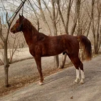 2عدداسب زیبااصیل کامل چک معتبر به بالاترین پیشنهاد|اسب و تجهیزات اسبسواری|اصفهان, باغ دریاچه|دیوار