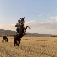 مادیون ۶ ساله|اسب و تجهیزات اسبسواری|سقز, |دیوار