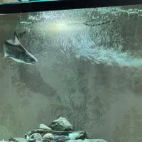 ماهی پنکوسی شکاری|ماهی|پارس‌آباد, |دیوار