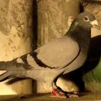 کبوتر پلاکی مسافتی باچفت وپلاک اصلی عراق