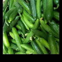 خرید وفروش خیار