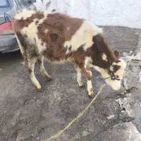 گوساله سیمینتال