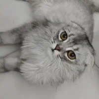 گربه نر  دو ساله