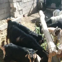 بز و کهره|حیوانات مزرعه|بهبهان, |دیوار