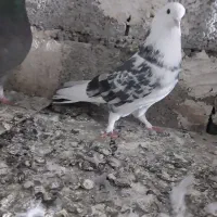 کبوترپرشی