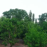 باغ در سه راهی یامچی به متراژ ۱۱۷۰۰|فروش زمین و ملک کلنگی|یامچی, |دیوار