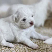 ۲ عدد سگ پاپی و توله های تازه به دنیا آمده بازیگوش|سگ|ابریشم, |دیوار