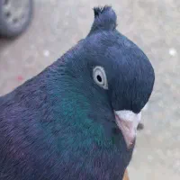 کبوتر زاغ|پرنده|سعدآباد, |دیوار