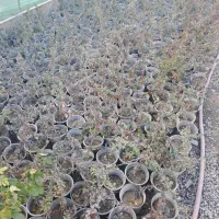 گل رز ، پاپیتال، پوششی