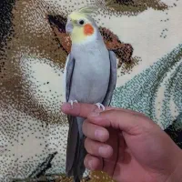 عروس‌هلندی