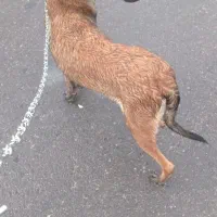 سک مالیوز|سگ|جغین, |دیوار