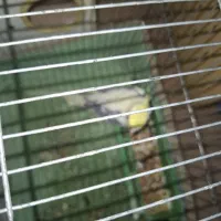 فروش یک عدد عروس هلندی|پرنده|بندر کنگان, |دیوار