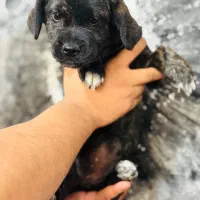 واگذاری پیکینیز تریر ۴ماهه سایز ریز|سگ|خرم‌آباد, |دیوار