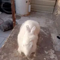 خرگوش|موش و خرگوش|مشهد, رباط طرق|دیوار