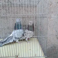 پرنده کبوتر