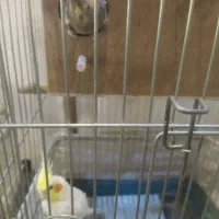 جفت عروس هلندی با 2 جوجه