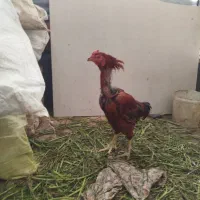 مرغ لاری ۶دنگ خروی لاری|حیوانات مزرعه|مشهد, شهید احمدی روشن|دیوار