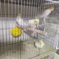 عروس هلندی لوتینو مولد نر و ماده