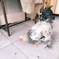 خروس برهما|حیوانات مزرعه|تهران, سجاد|دیوار