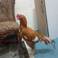 خروس|حیوانات مزرعه|زهک, |دیوار