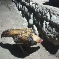 خروس.|حیوانات مزرعه|میناب, |دیوار