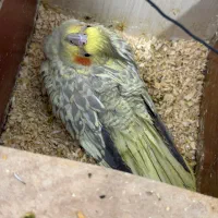 عروس هلندی|پرنده|اهواز, کوی سعدی|دیوار