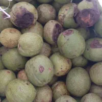 فروش گردو