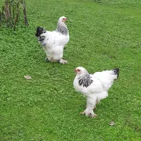 برهما لایت رومانی ۶ماهه|حیوانات مزرعه|آستارا, |دیوار