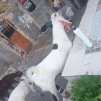 3عدد چپشت ۲ تا گلابی یکی پنجاب دوتا هم کهر اوس سر|حیوانات مزرعه|میناب, |دیوار