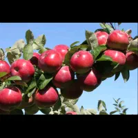 به تعداد کارگر نیازمندم