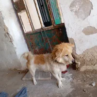 سگ پاکوتاه نر