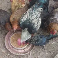 مرغ و خروس|حیوانات مزرعه|اردبیل, |دیوار