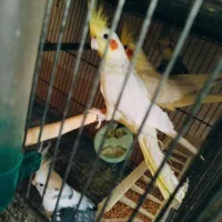 فروش انواع نژاد عروس هلندی|پرنده|بندر دیر, |دیوار