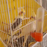عروس هلندی وجوجه عروس