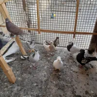 ۲۲۵|پرنده|تاکستان, |دیوار