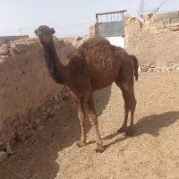پنج نفر شتر|حیوانات مزرعه|سبزوار, ابارش|دیوار