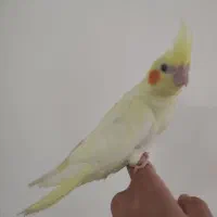 عروس هلندی جوجه نر